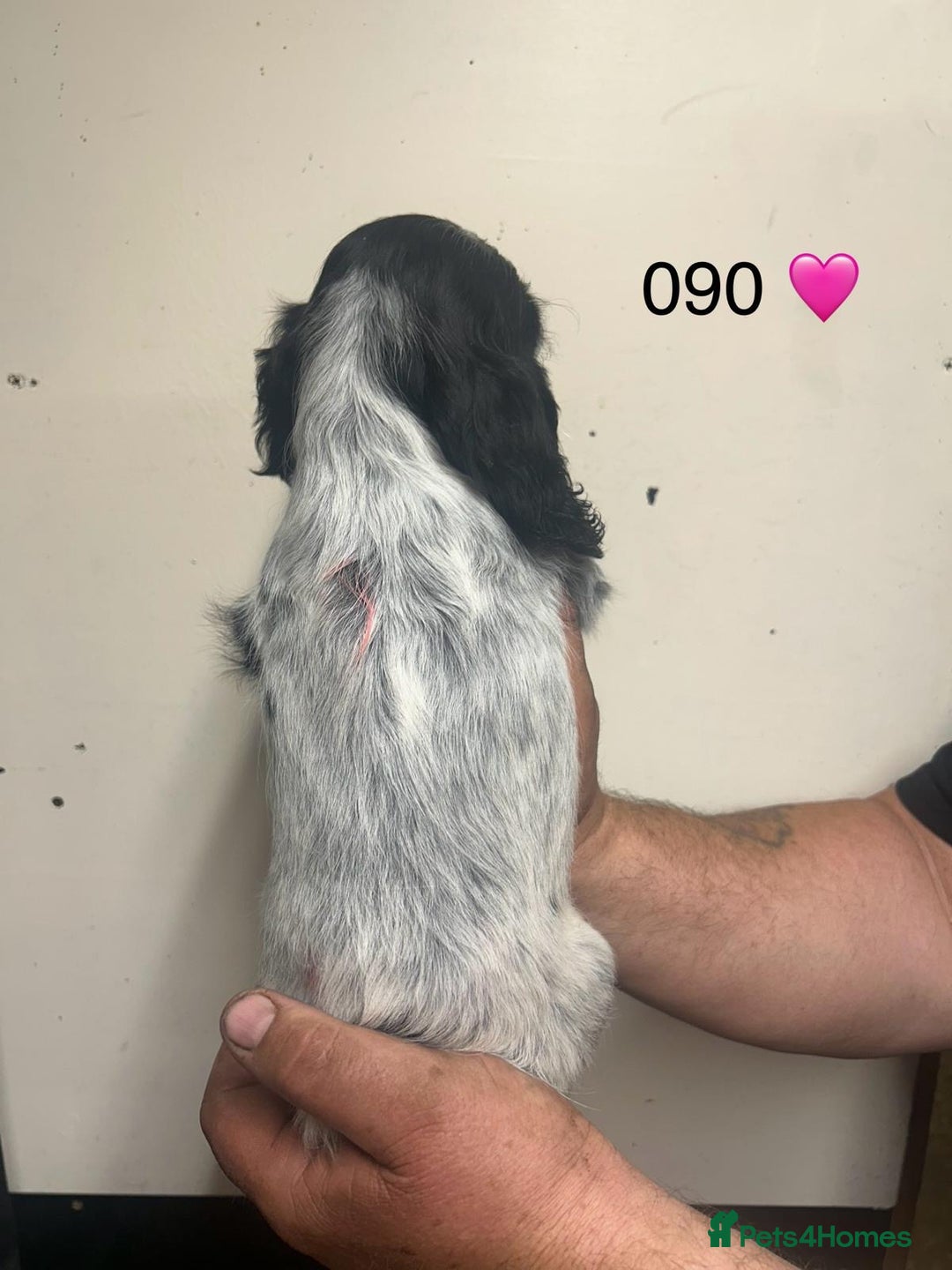 Cocker Spaniel dogs for sale: Blue Roan and Blue Roan & Tan - Image 26