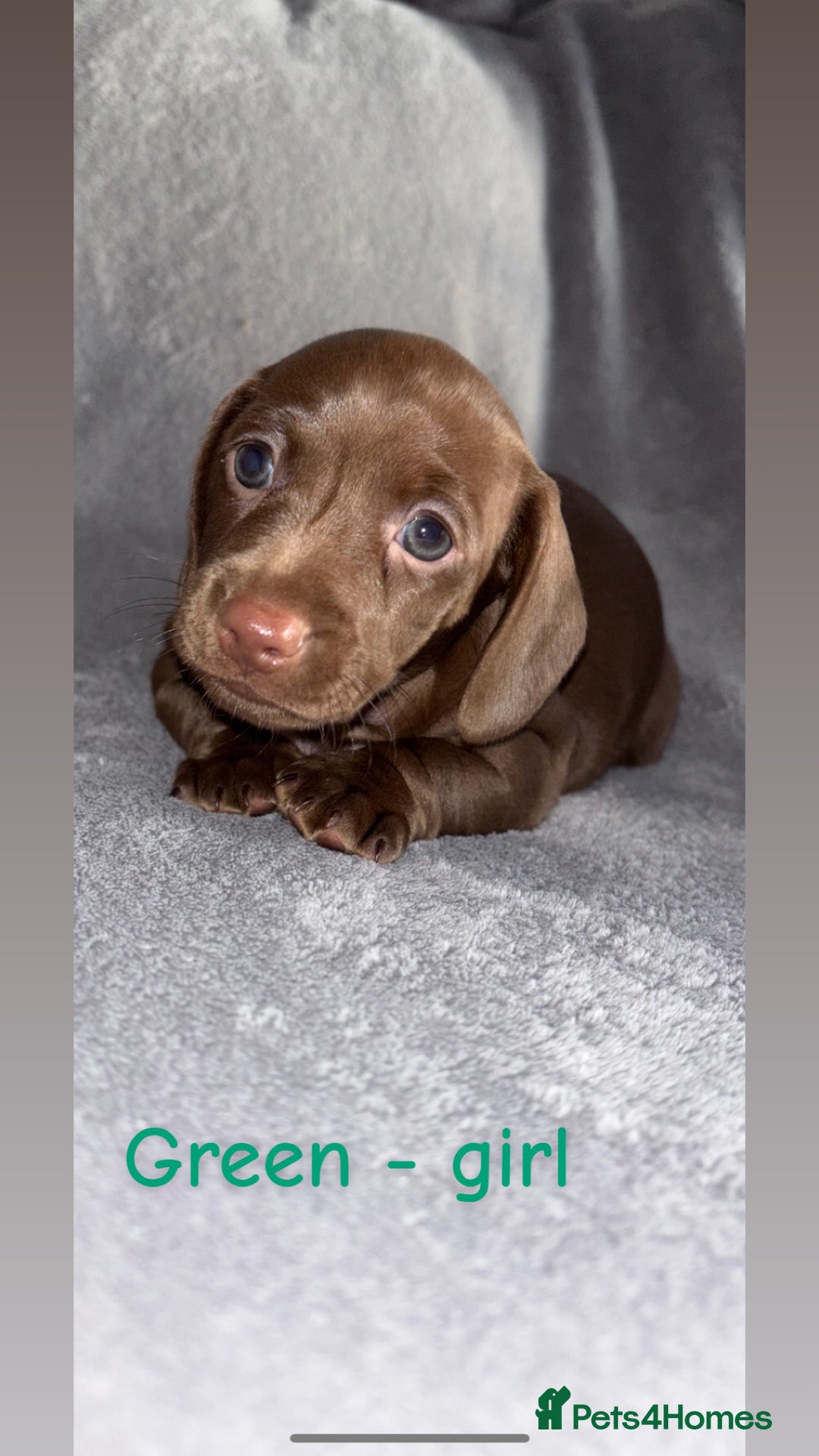 Miniature Dachshund dogs for sale: One male left. LAST PUP Miniature dachshund!  - Image 1