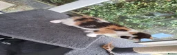 Mixed Breed cats for sale: RARE Tabico kittens 😻 Calico Tabbies  - Advert 12