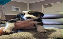 Border Collie dogs for sale: Border collie tri puppies - Image 3