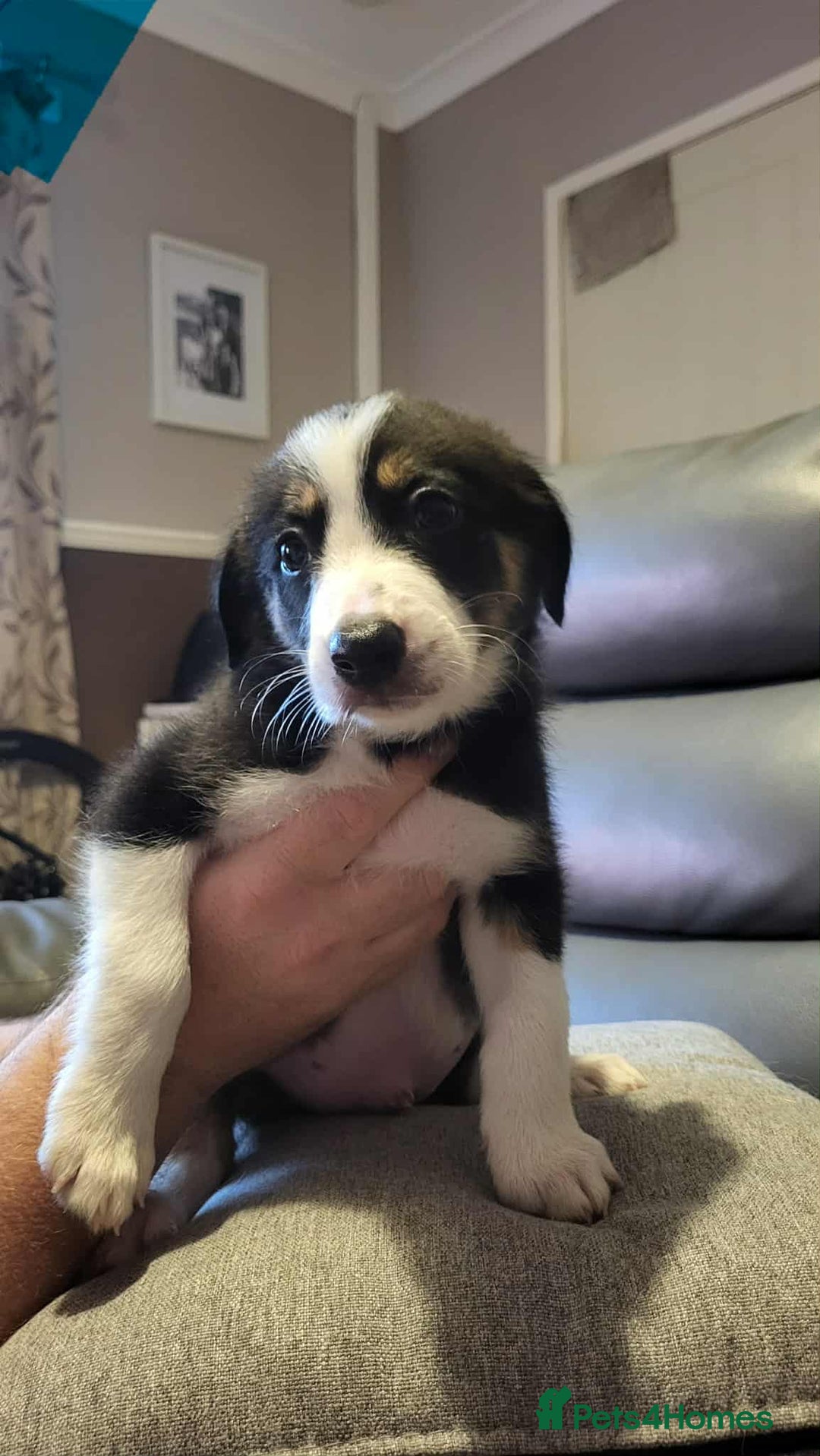 Border Collie dogs for sale: Border collie tri puppies - Image 3