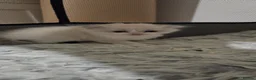 Mixed Breed cats for sale: Beautiful Ragdoll cross kittens  - Advert 7