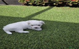 Bichon Frise dogs for sale: Bichon  - Image 2