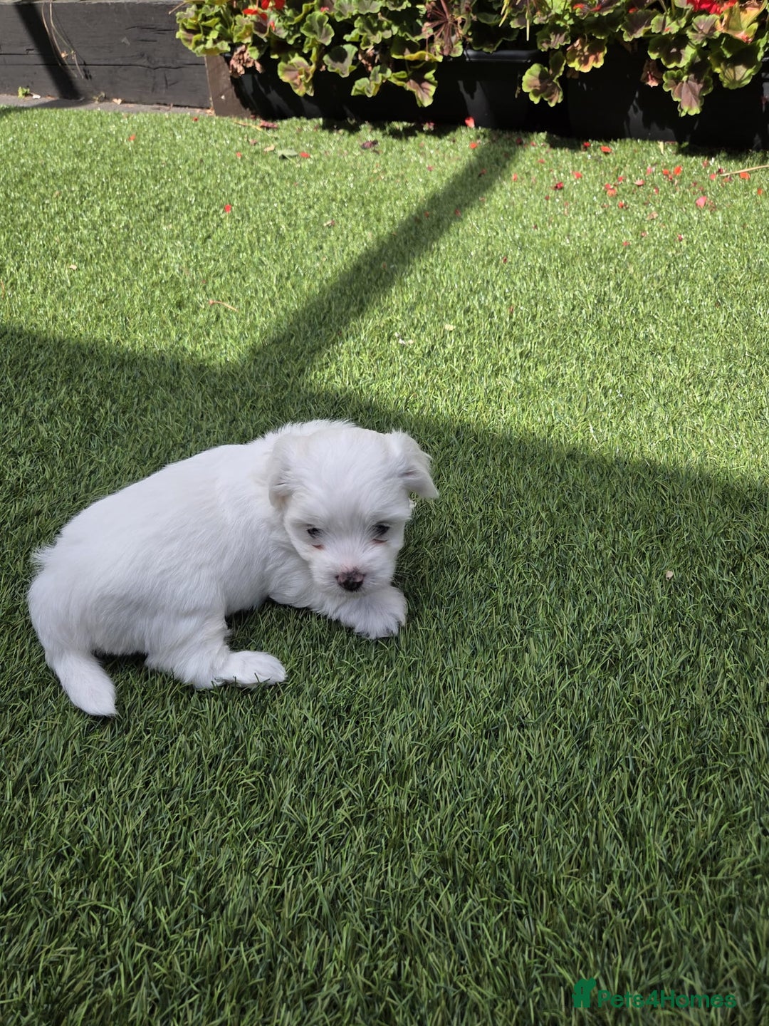 Bichon Frise dogs for sale: Bichon  - Image 2