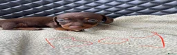 Dachshund dogs for sale: Dachshund puppies  - Advert 1