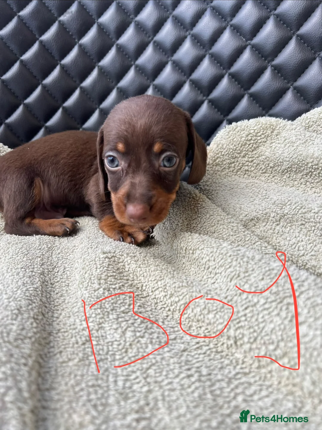Dachshund dogs for sale: Dachshund puppies  - Advert 1