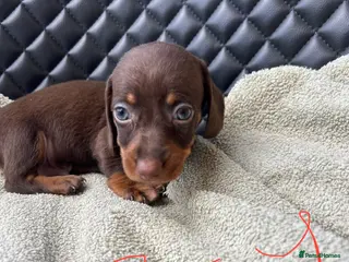 Dachshund dogs Dachshund puppies - Advert 1