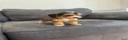 Cockapoo dogs for sale: 7 beautiful cockapoo in Stourport-on-Severn - Advert 10