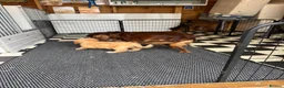 Cockapoo dogs for sale: F1 pra clear Cockapoos(council licensed) - Advert 14