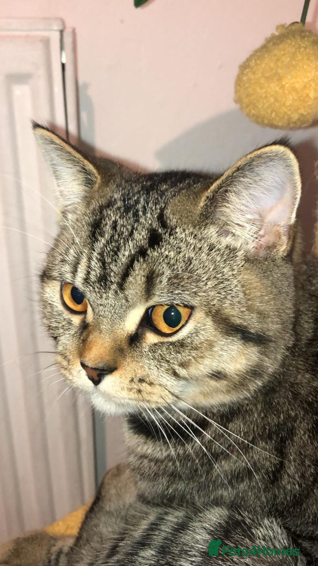 Mixed Breed cats for sale: Male cat  - Advert 3