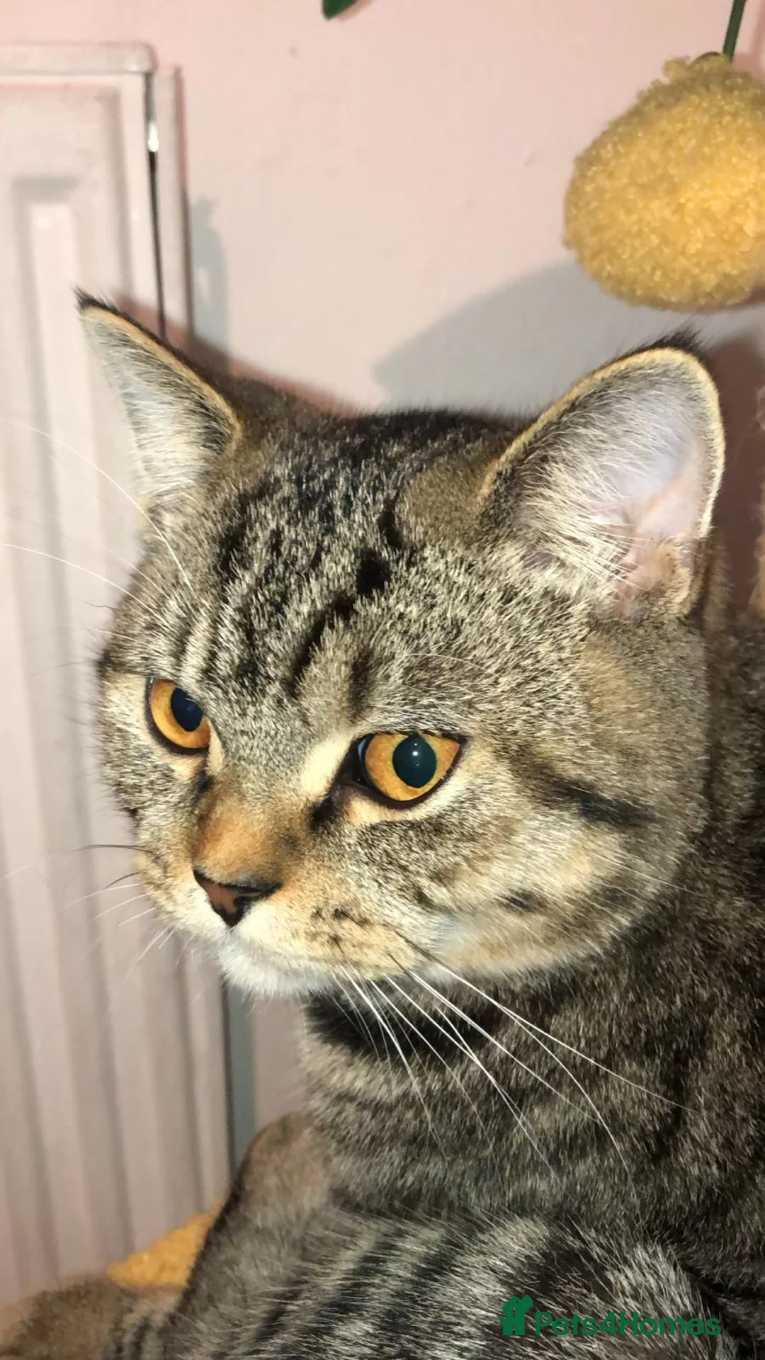 Mixed Breed cats for sale: Male cat  - Advert 3