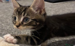 Bengal cats for sale: 2 female bengals  - Image 1