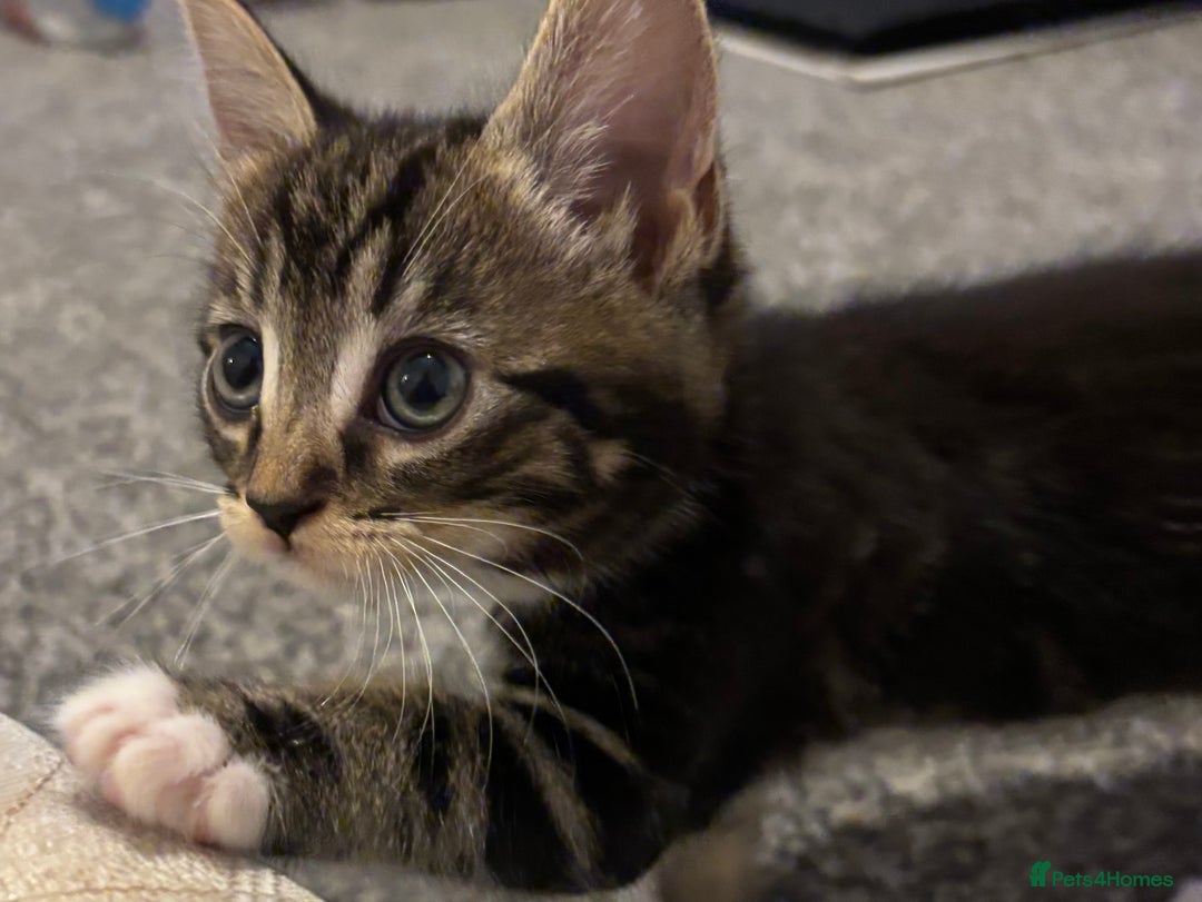 Bengal cats for sale: 2 female bengals  - Image 1