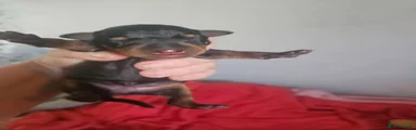 Miniature Pinscher 7