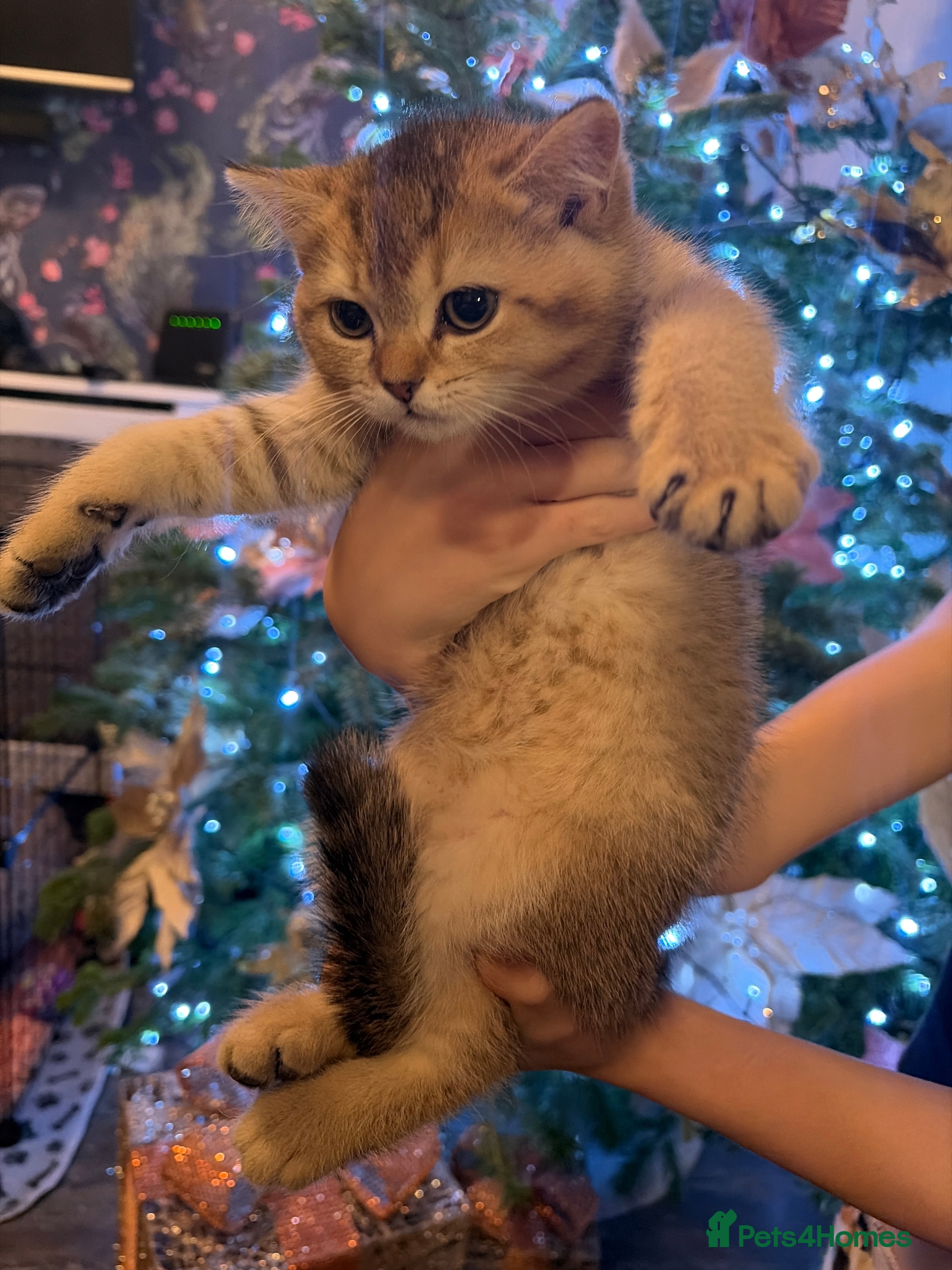 British Shorthair cats (REDUCED)READY TO LEAVE- 1 golden shaded kittens  - Advert 14