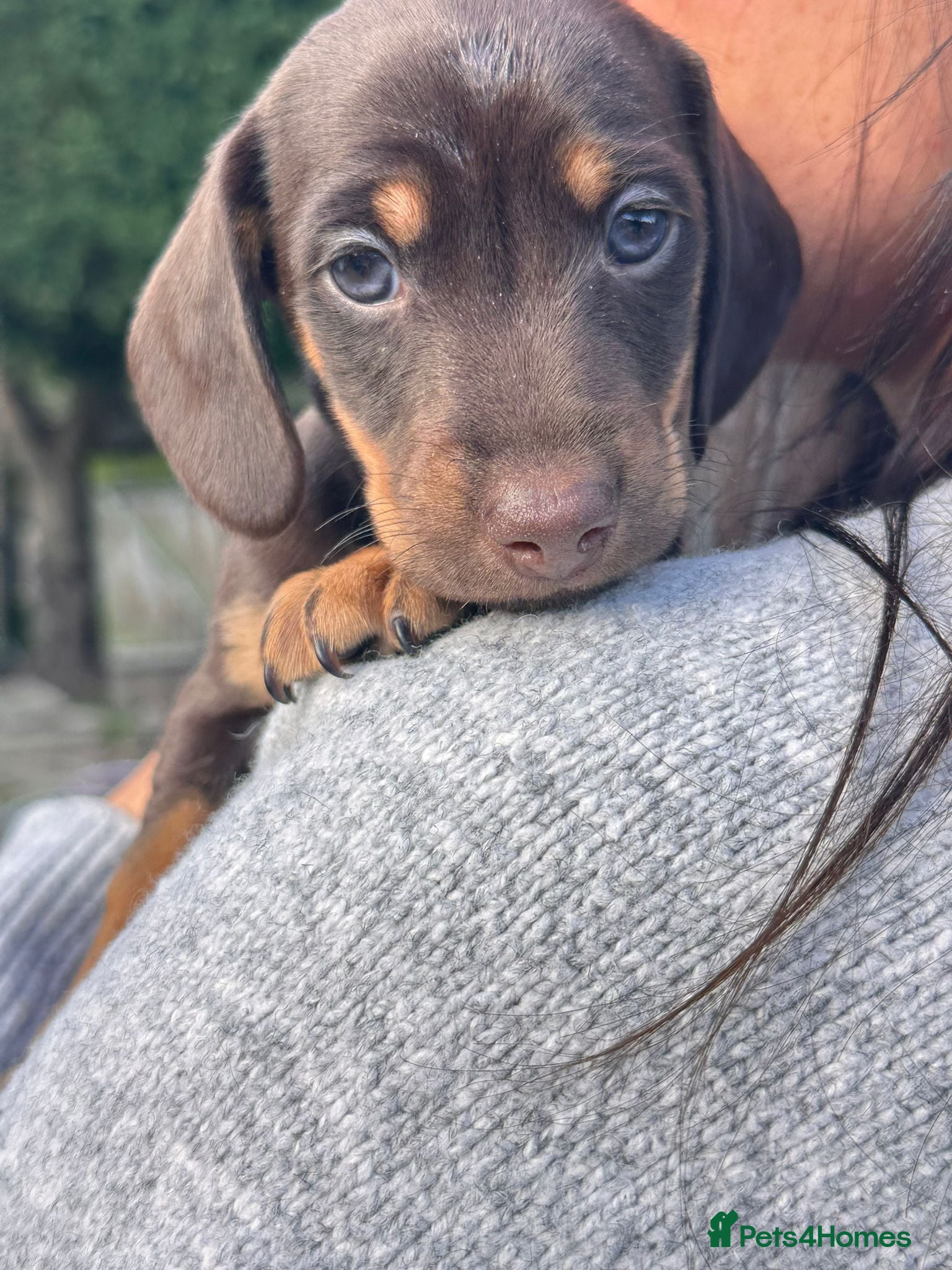 Jackshund dogs Stunning Homebred Miniature Jackshunds - Advert 1