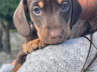 Jackshund dogs Stunning Homebred Miniature Jackshunds - Advert 1