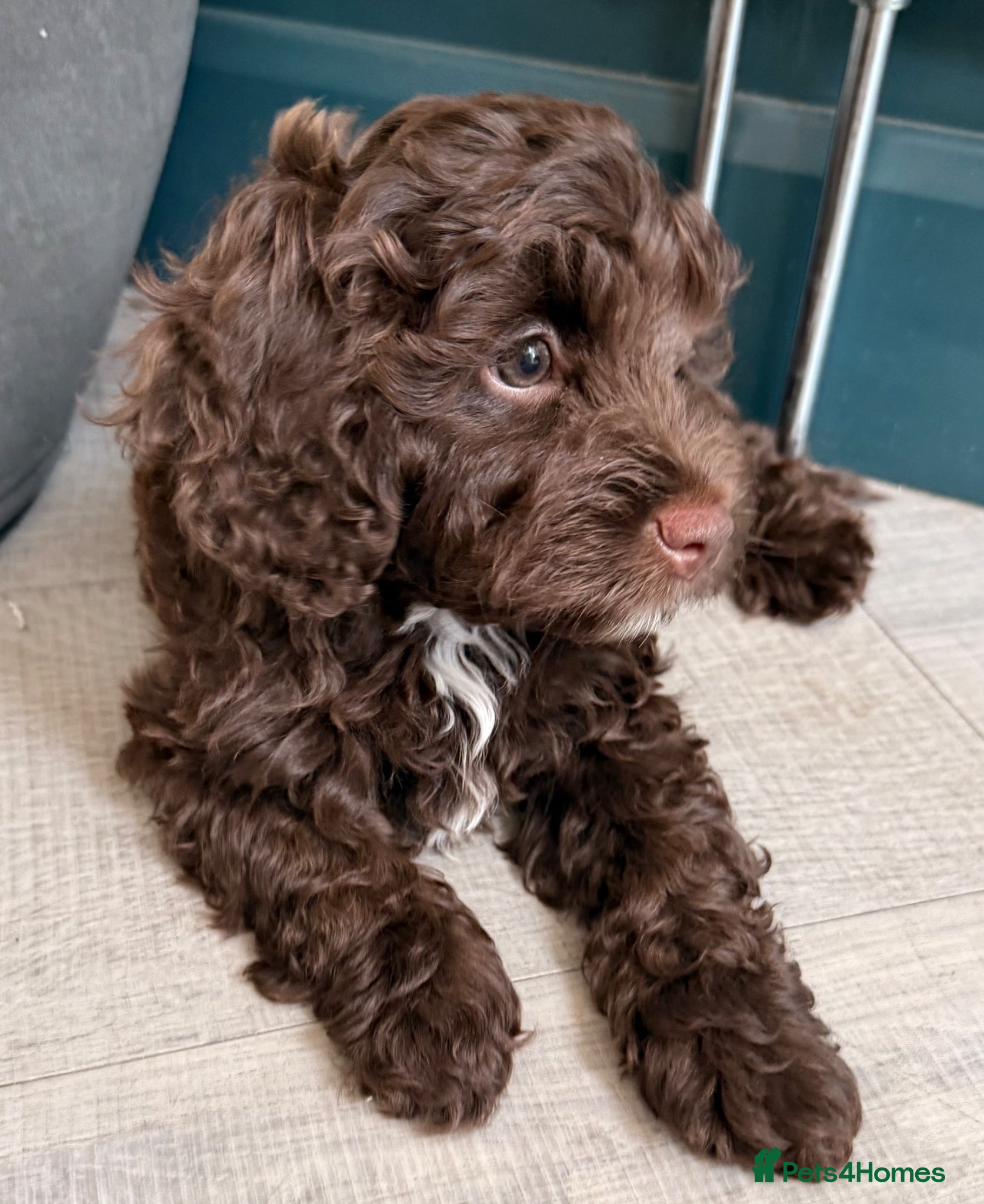 Mixed Breed dogs  Ready to go Cavapoo/Cockapoo pups £1650 OVNO  - Advert 1