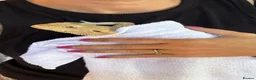 Bearded Dragon reptiles for sale: Healthy Male 4yo Zero Bearded Dragon - Advert 4