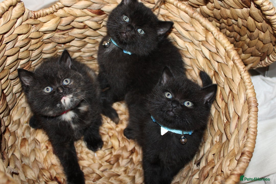 Mixed Breed cats for sale: BRITISH SHORT HAIR MIX  - Image 9