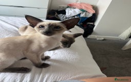 Siamese cats for sale: Gorgeous New Style Kittens GCCF - Image 2