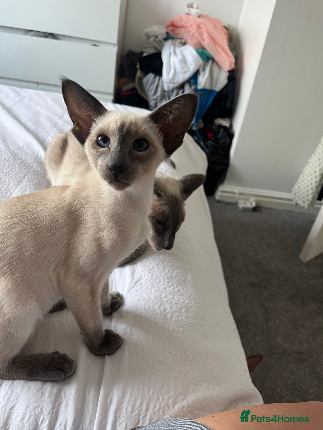 Siamese cats for sale: Gorgeous New Style Kittens GCCF - Image 2