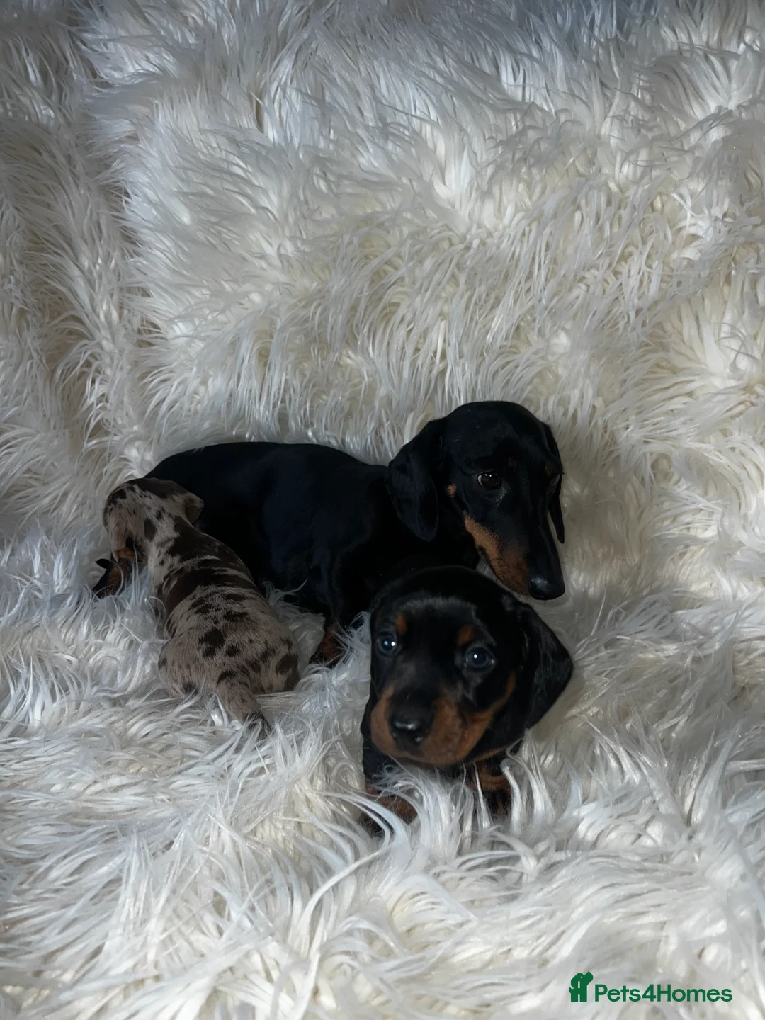 Miniature Dachshund dogs for sale: Female miniature Dashound short haired - Advert 4