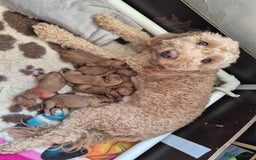 Goldendoodle dogs for sale: Stunning F1B GoldenDoodle- health tested parents  - Advert 9