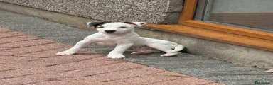 Jack Russell 1