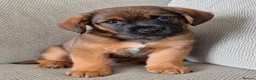 Patterjack dogs for sale: 🐾Gorgeous Patterdale Jack Puppies – Ready Now 🐾 - Advert 3