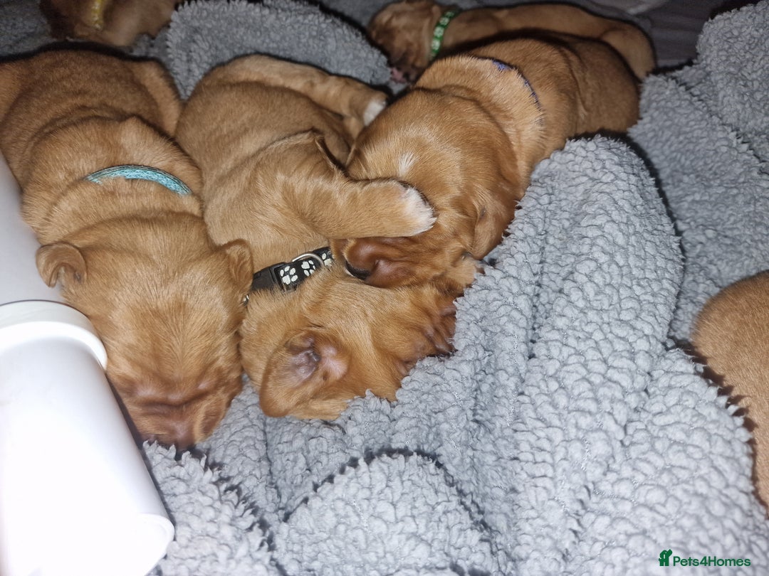 Golden Retriever dogs for sale: Beautiful KC-Registered Golden Retriever Puppies - Advert 12