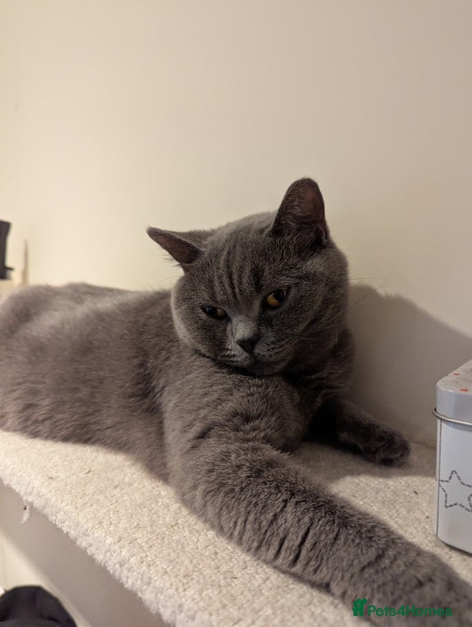 Mixed Breed cats British Shorthair mix kitten. - Advert 2