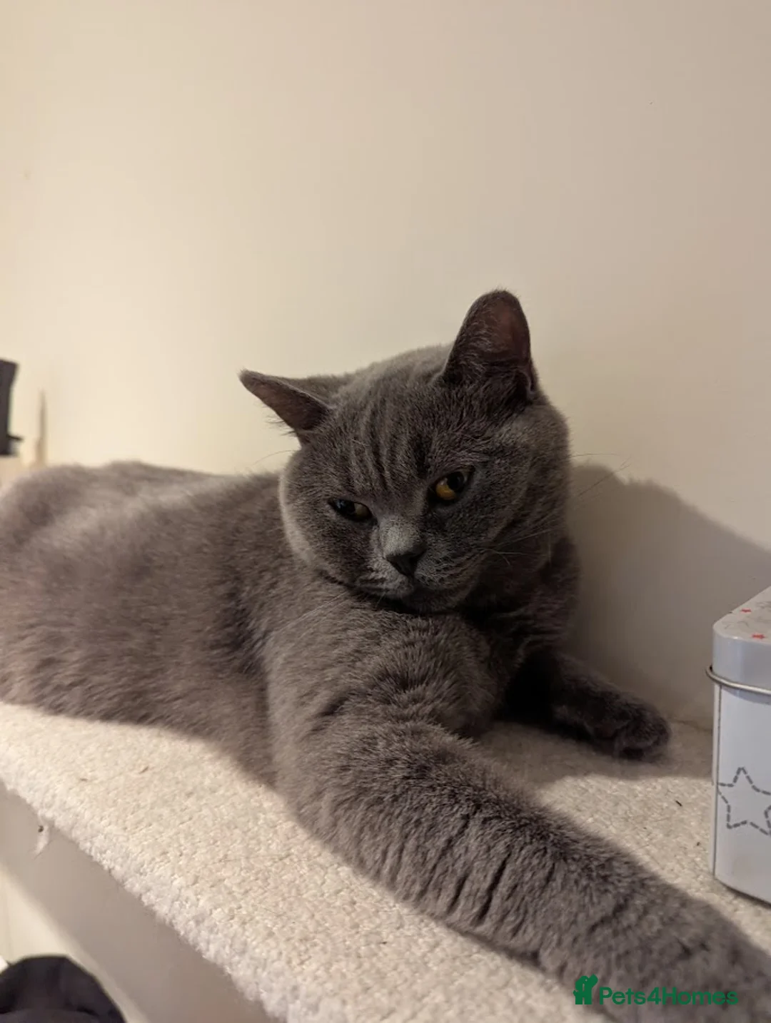 Mixed Breed cats for sale: British Shorthair mix kitten. - Advert 2