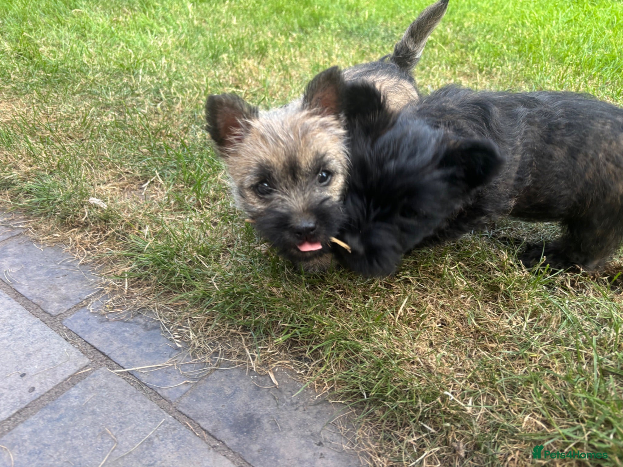 Cairn Terrier dogs KC Registered Cairn Terrier Pups - Advert 2