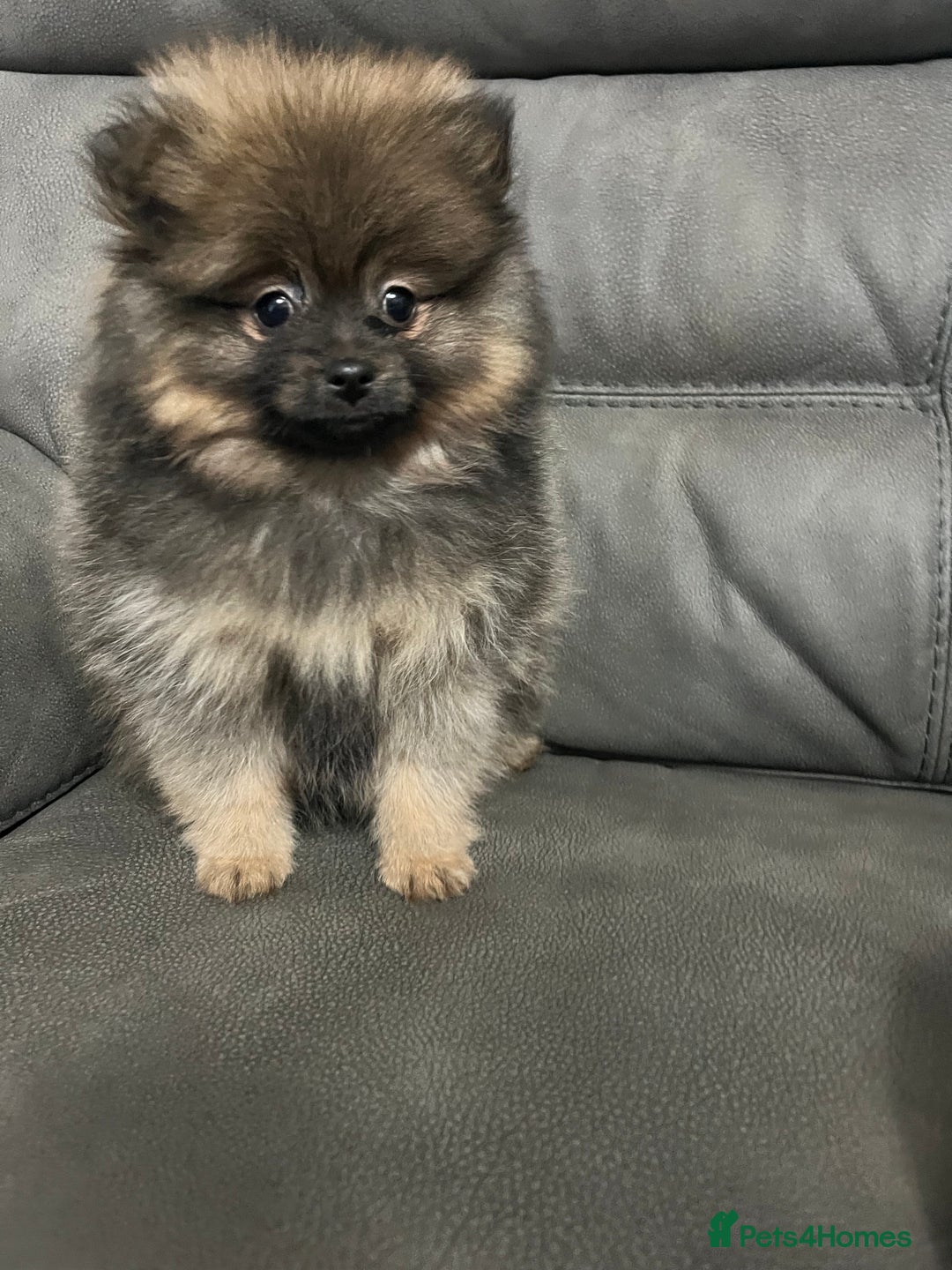 Pomeranian dogs for sale: Last boy Pomeranian  - Advert 2
