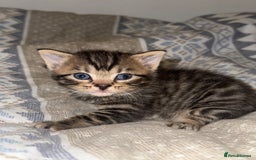 Domestic Shorthair cats for sale: Our babies looking for their forever lovely home - Image 17
