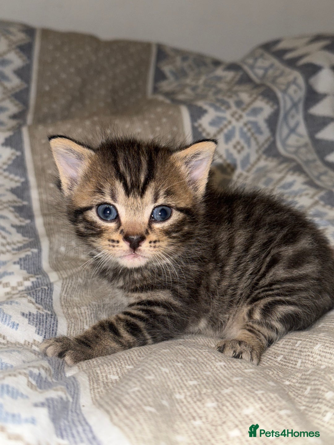 Domestic Shorthair cats for sale: Our babies looking for their forever lovely home - Image 17