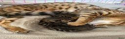 Bengal cats for sale: Gorgeous Bengal kittens - Advert 4