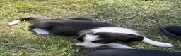 Border Collie dogs for sale: Border collie puppies  - Advert 3