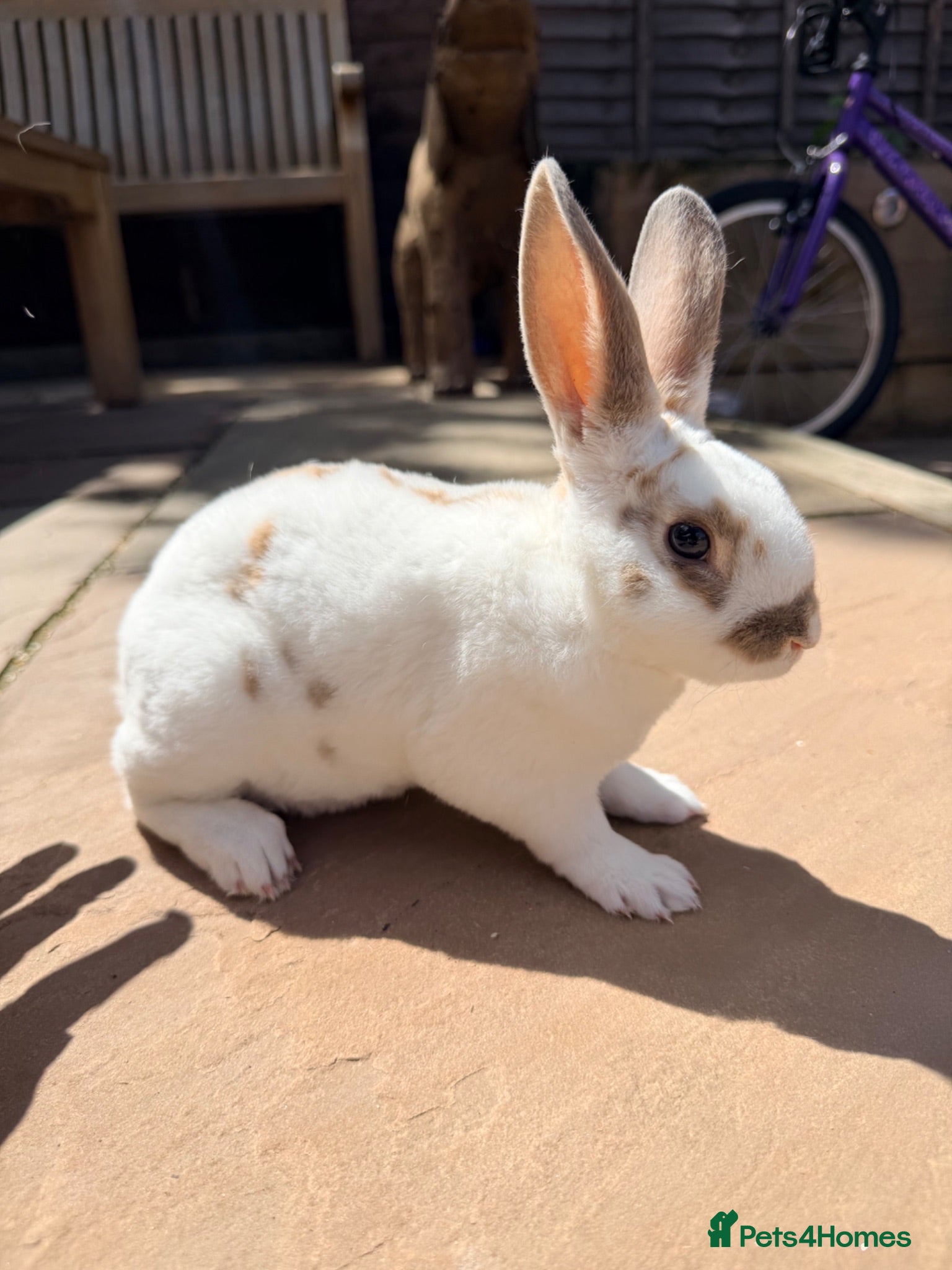 Rex rabbits 2 x mini Rex bucks looking for forever home  - Advert 1