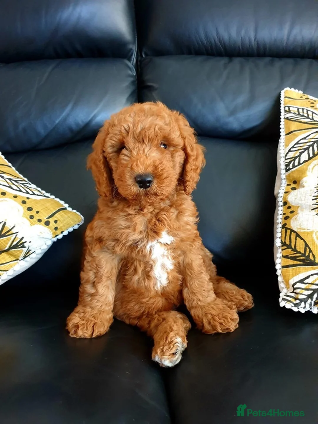 Goldendoodle dogs for sale: Red and White Miniature Doodles Licensed  - Advert 2