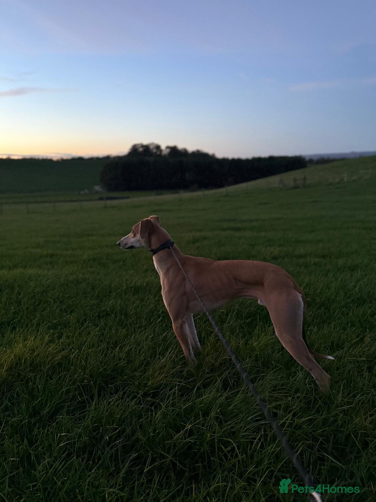 Lurcher dogs Male lurcher  - Advert 5