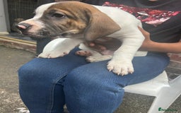 Mixed Breed dogs for sale: 🐾Cocker-Pie (Mini Hippo)s🐾 - Image 25