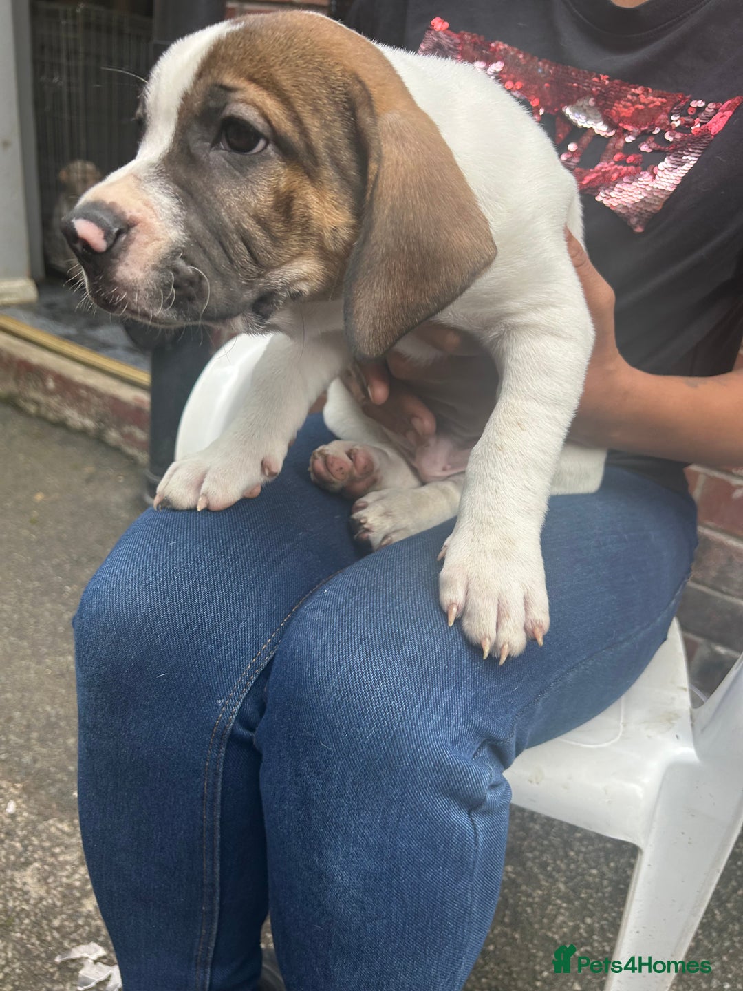 Mixed Breed dogs for sale: 🐾Cocker-Pie (Mini Hippo)s🐾 - Image 25