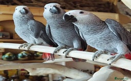Parrots birds for sale: Tamed African Grey Parrots Available For Sale - Image 13