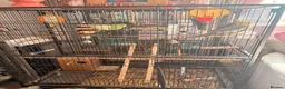 Cockatiels birds for sale: Male & female cockatiel in Cambridge - Advert 6