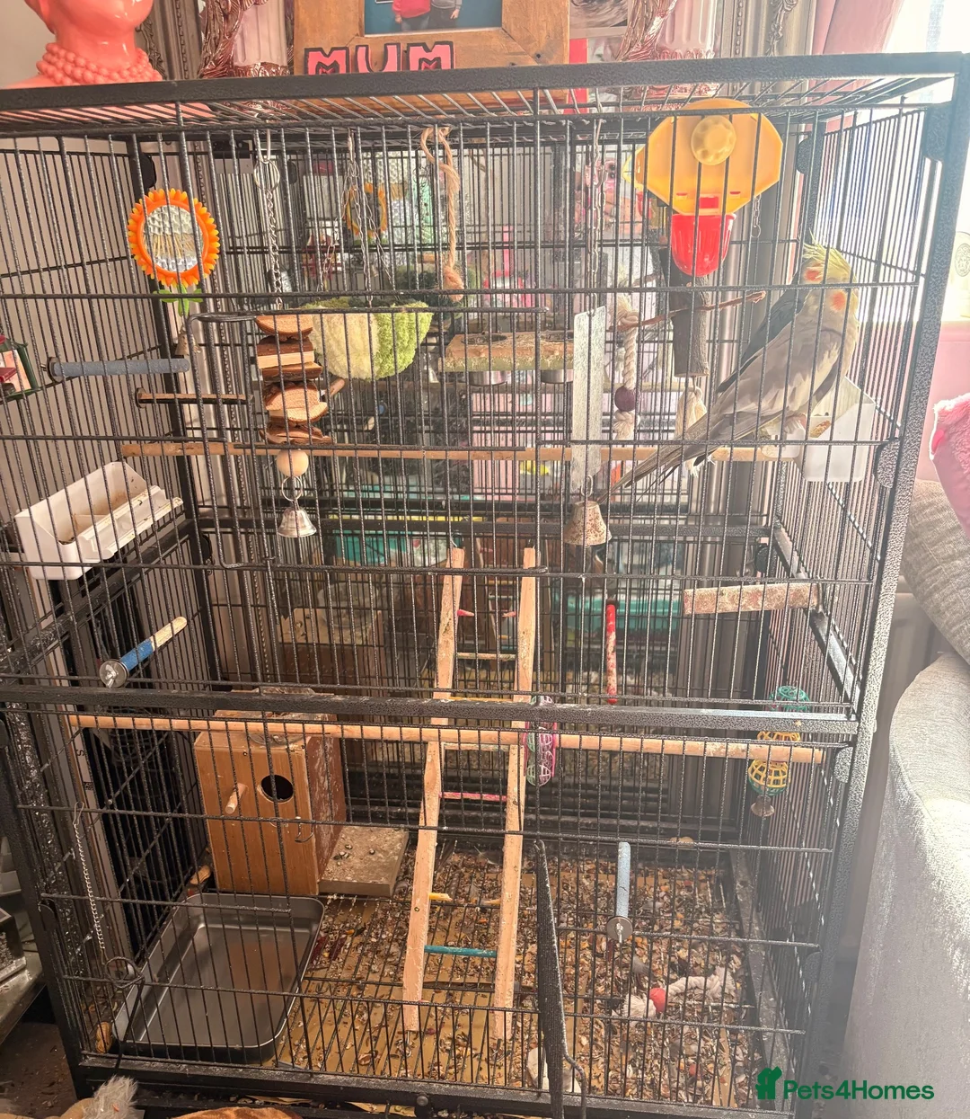 Cockatiels birds for sale: Male & female cockatiel in Cambridge - Advert 6