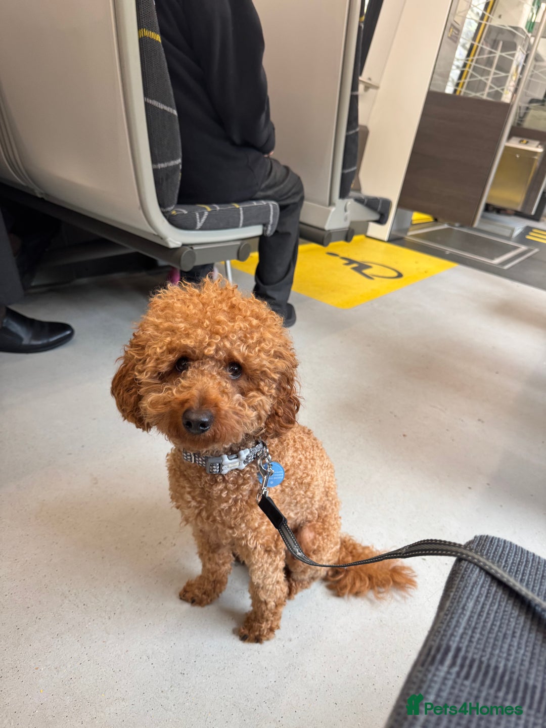 Miniature Poodle dogs for stud: Rufus  - Advert 12