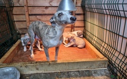 Whippet dogs for sale: Kc whippets - Image 9