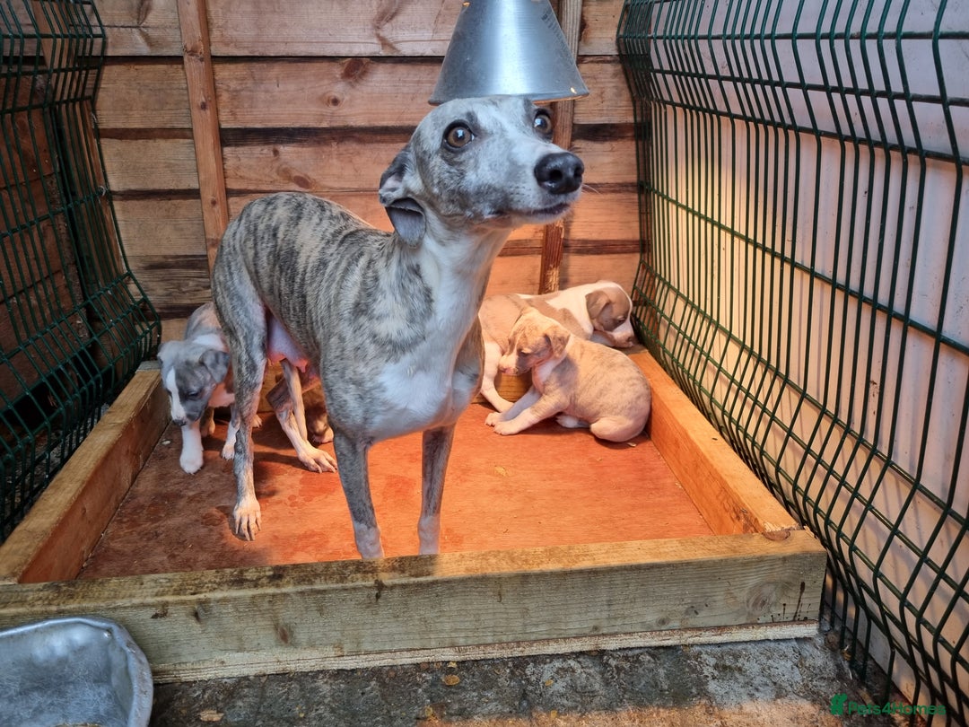 Whippet dogs for sale: Kc whippets - Image 9